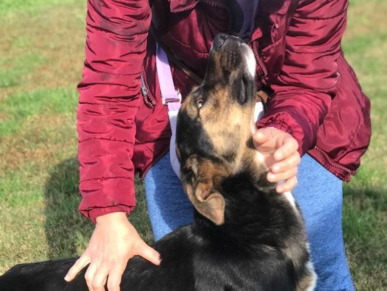 Adotta un cane, maschio, 7 anni  e 2 mesi , Latina
