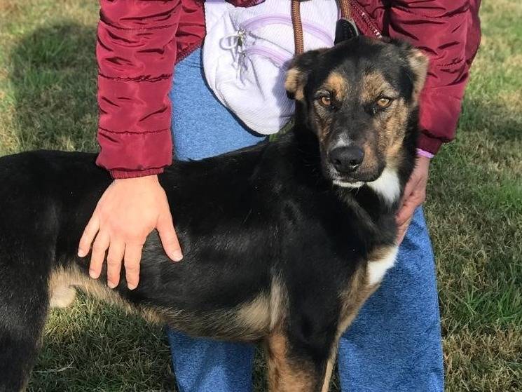 Adotta un cane, taglia media, maschio, Latina
