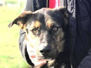Vuoi adottare un cane a Latina?