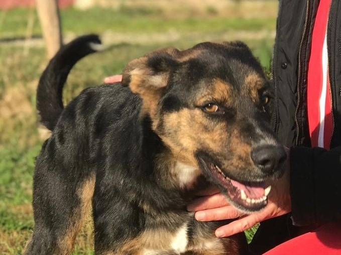 Adotta il cane ALFRED a Latina