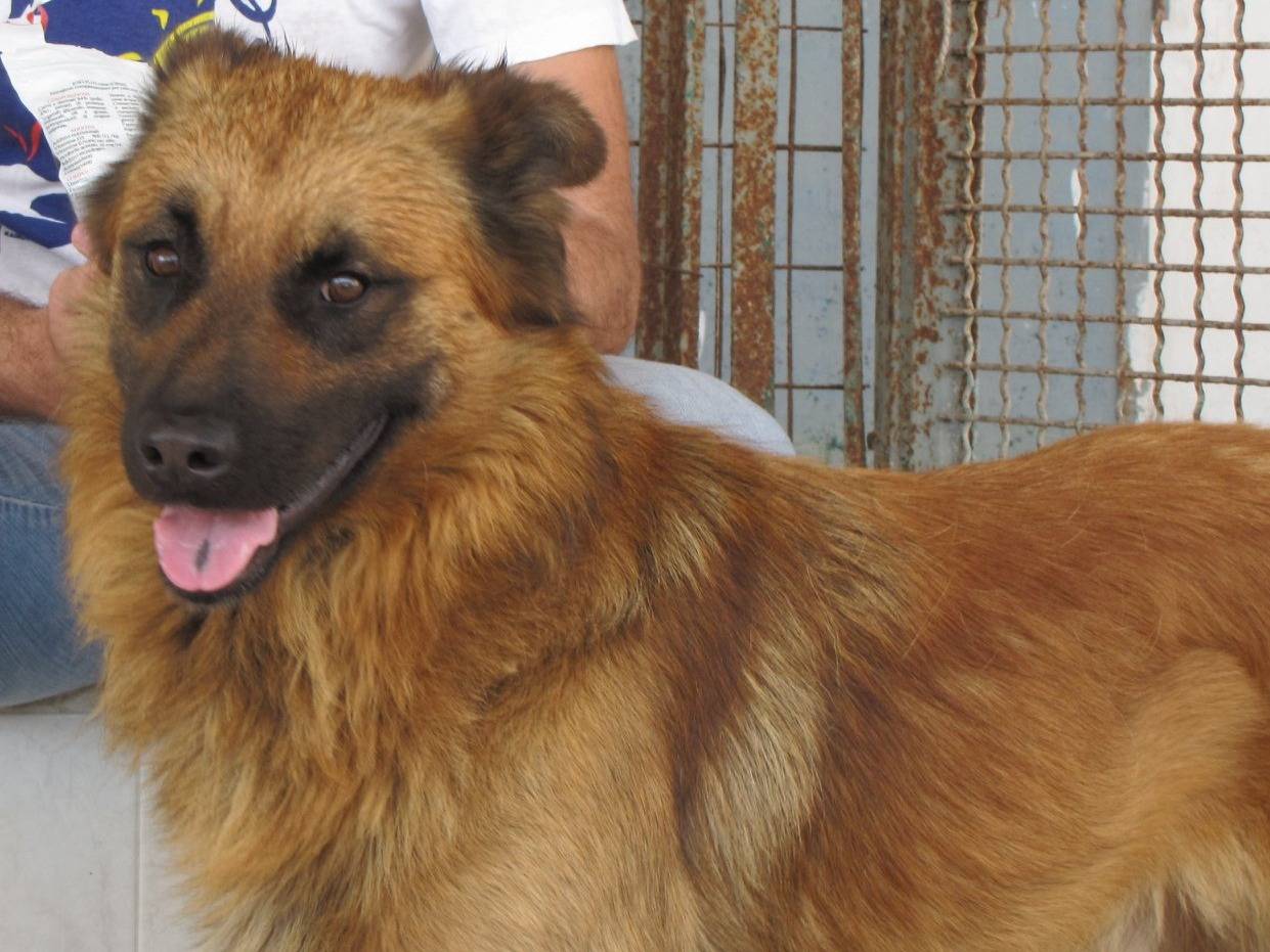 Adozione cane, maschio, Volpino di Pomerania Razza sconosciuta, 7 anni  e 11 mesi , taglia media contenuta, Caserta