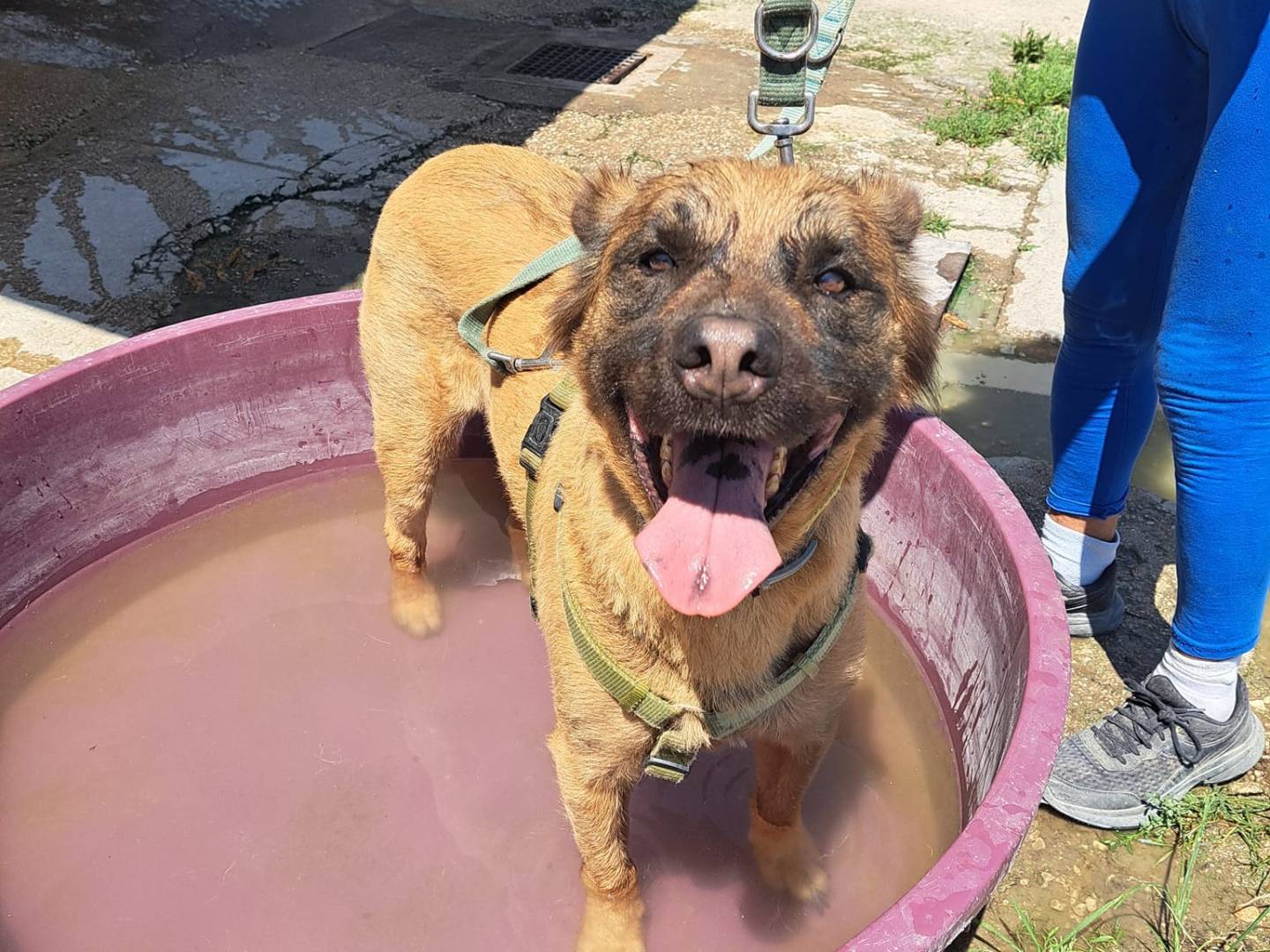 Adotta un cane, maschio, 7 anni  e 11 mesi , Caserta