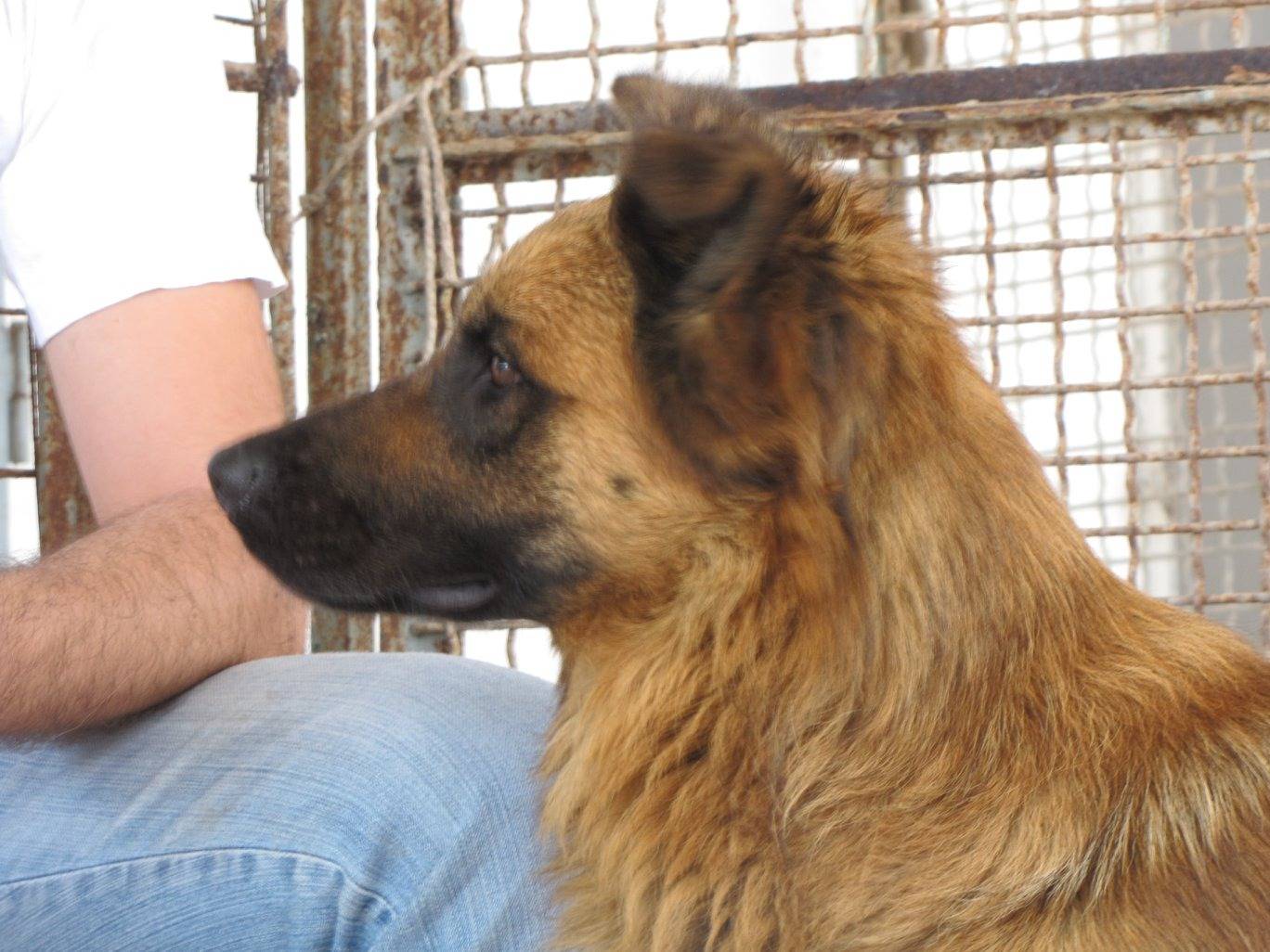 Adotta un cane, taglia media contenuta, maschio, Caserta