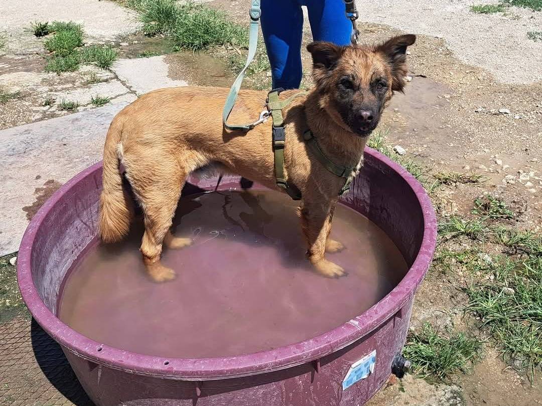 Vuoi adottare un cane a Caserta?