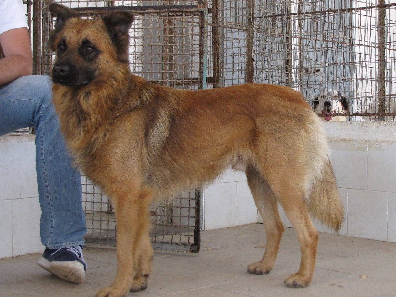 Adotta il cane PICCOL a Caserta