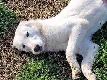 Foto dell'animale