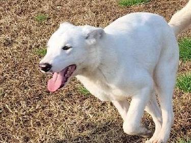Adotta un cane, femmina, 11 mesi, Latina
