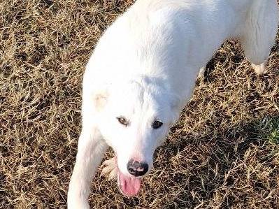 Adotta un cane, taglia media, femmina, Latina