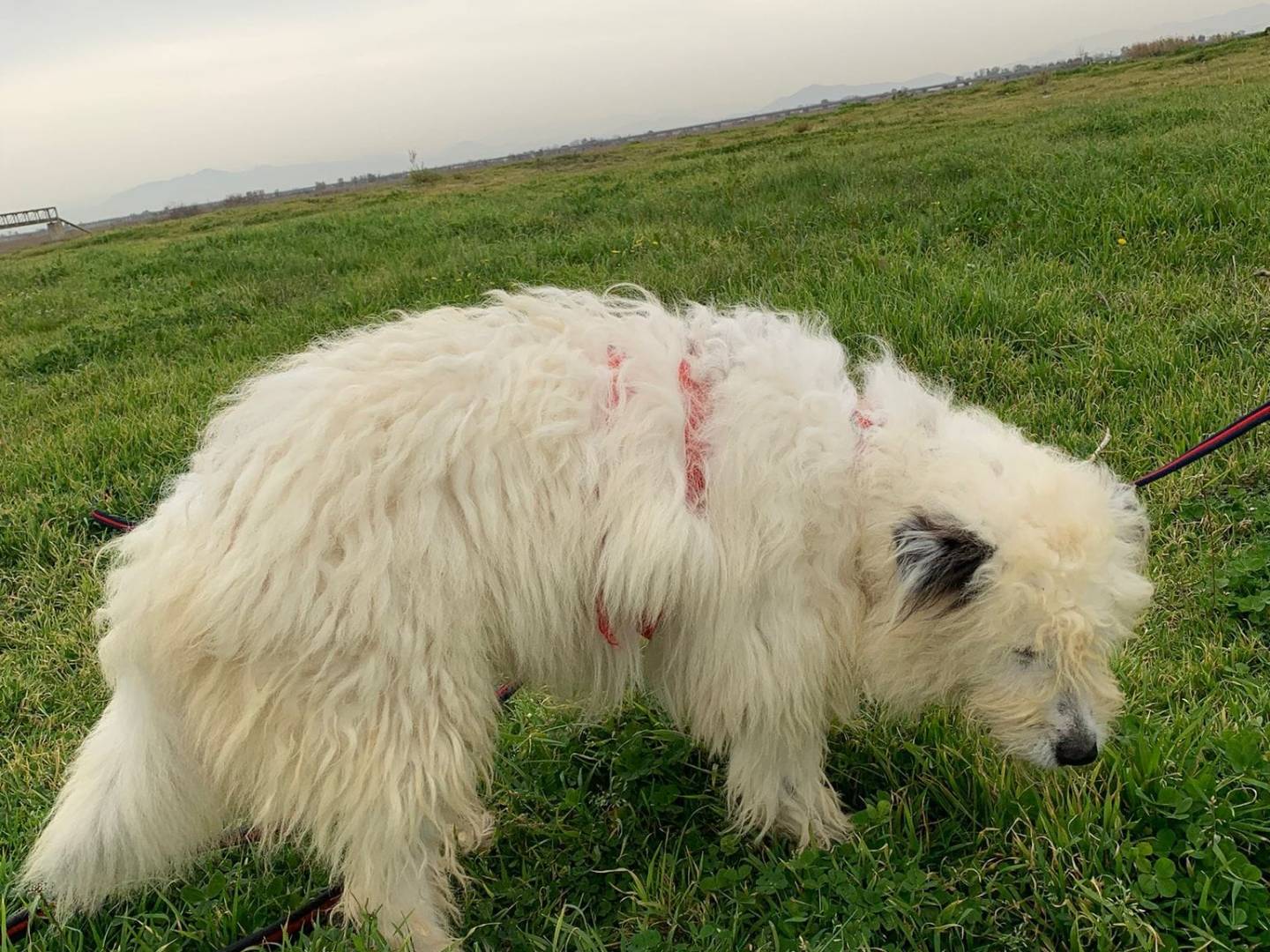 Adotta un cane, femmina, 3 anni  e 11 mesi , Caserta
