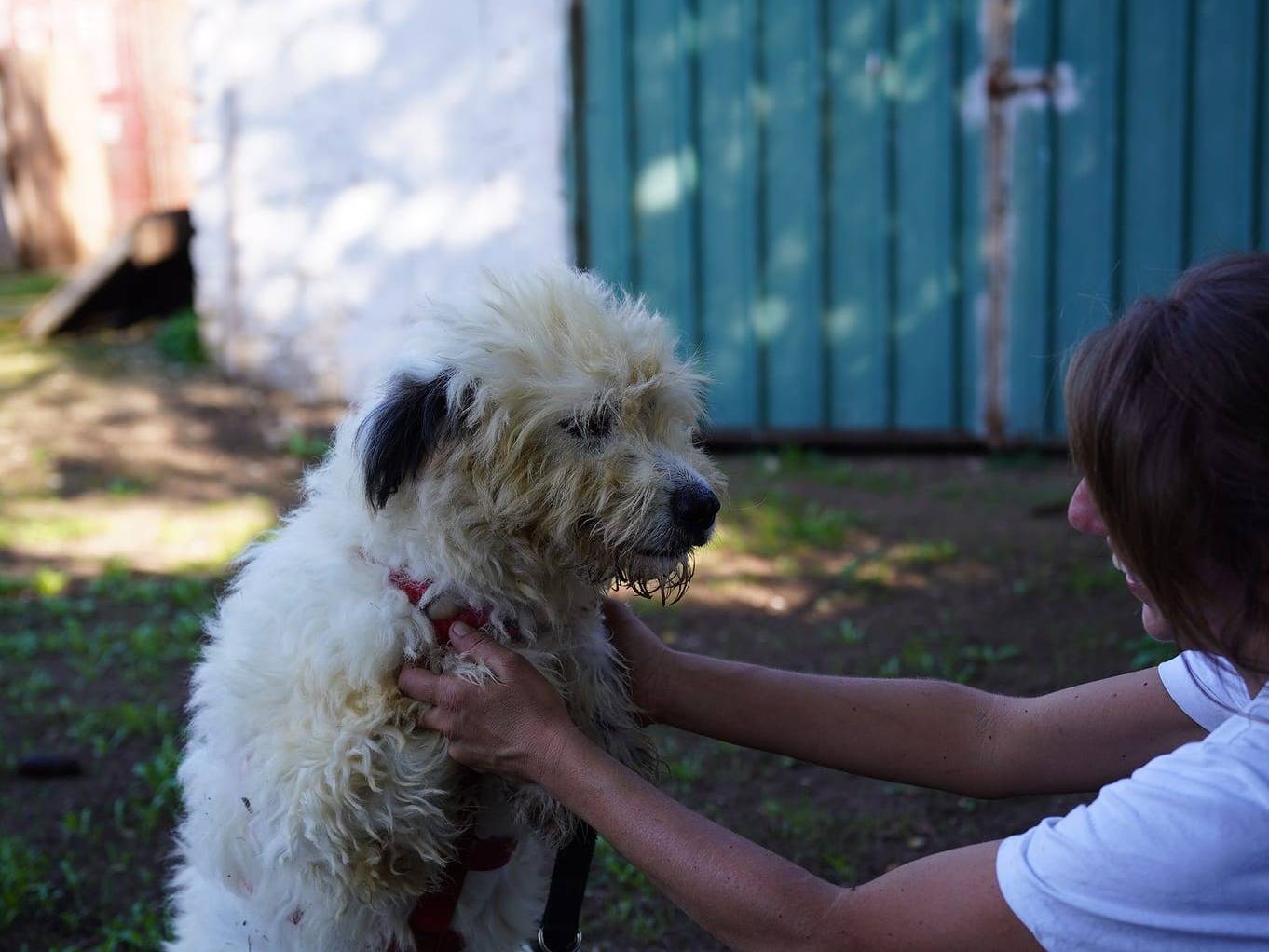 Adotta un cane, taglia media, femmina, Caserta