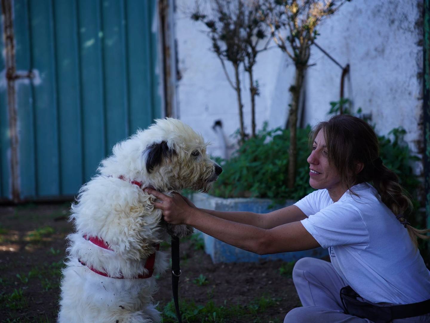 Vuoi adottare un cane a Caserta?