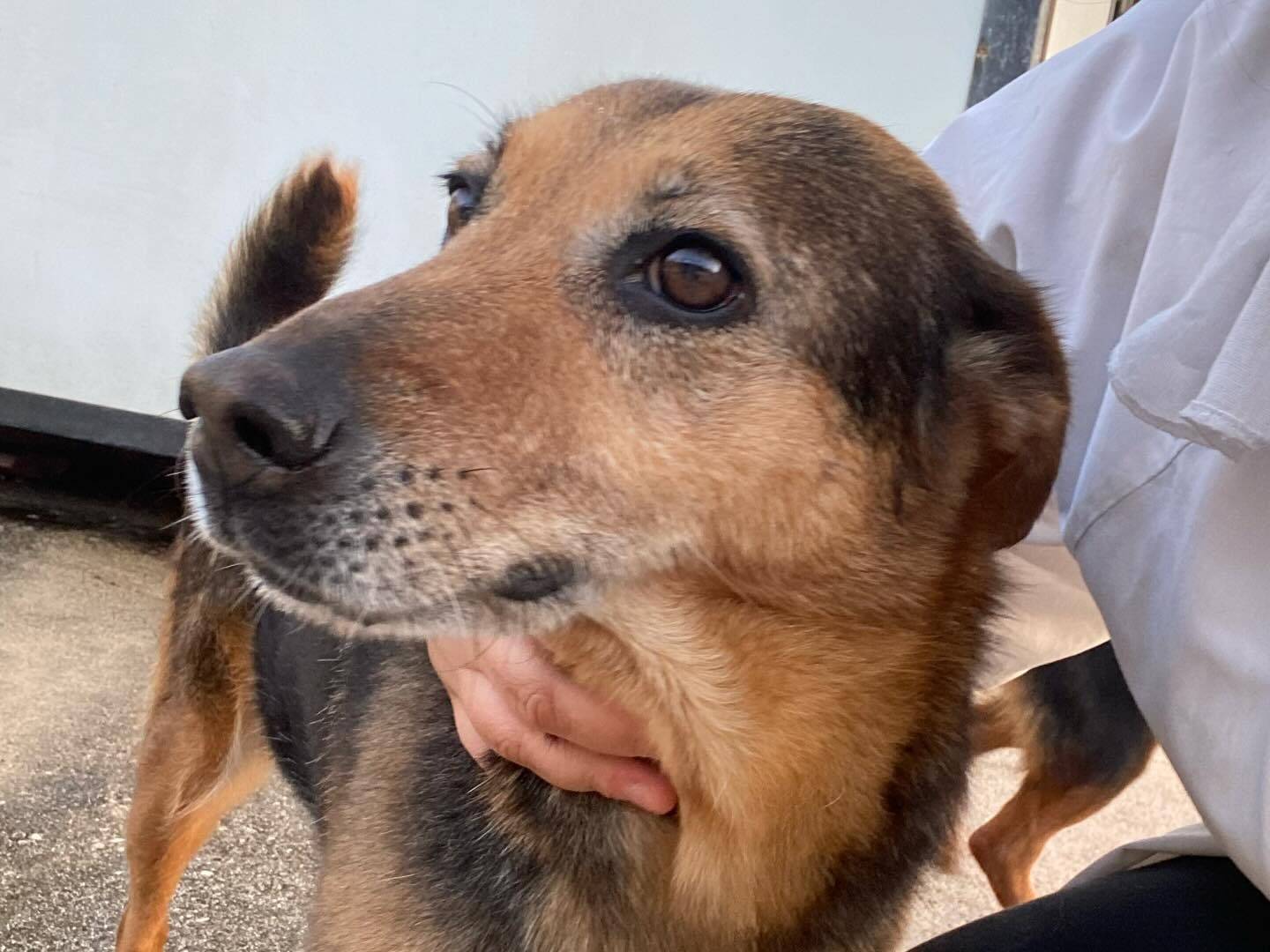 Adotta un cane, taglia media contenuta, femmina, Latina
