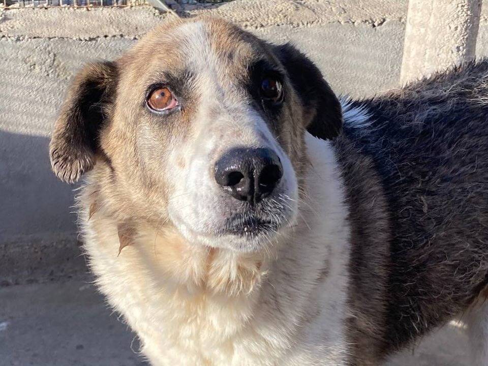 Adotta un cane, femmina, 9 anni  e 4 mesi , Latina