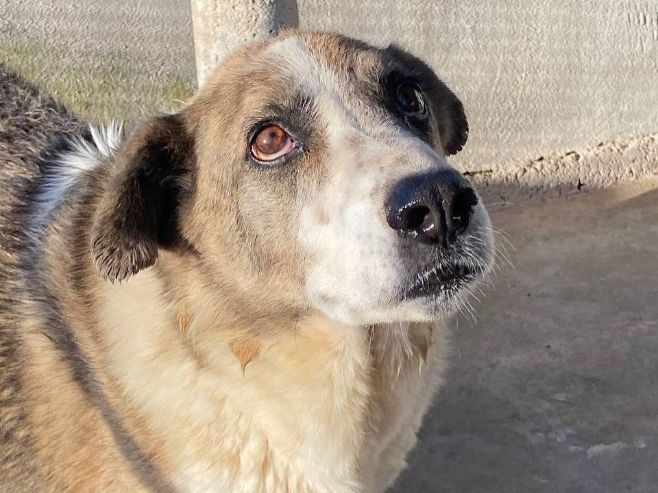 Adotta un cane, taglia media, femmina, Latina