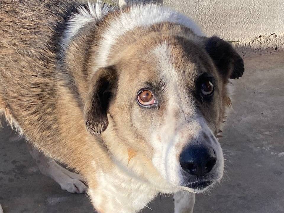 Vuoi adottare un cane a Latina?
