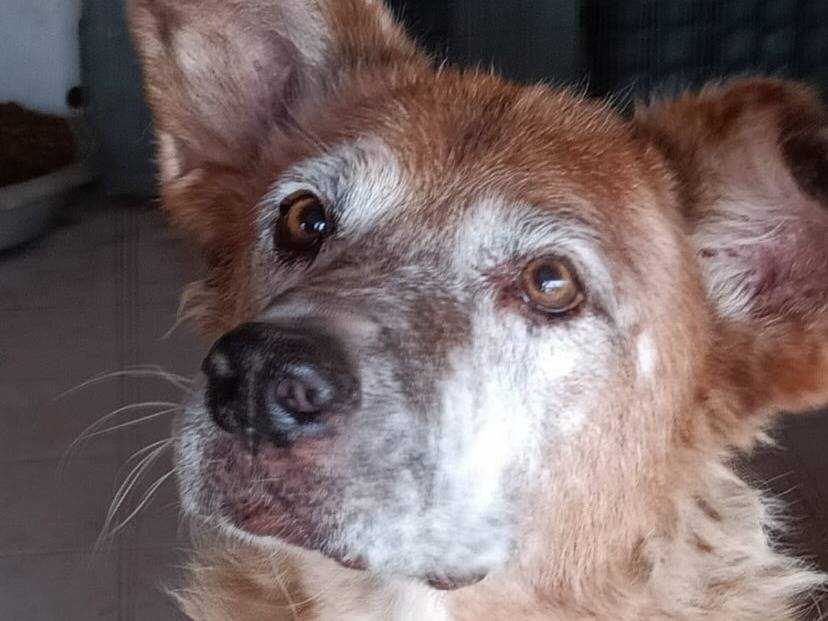 Adotta un cane, maschio, 10 anni  e 4 mesi , Latina