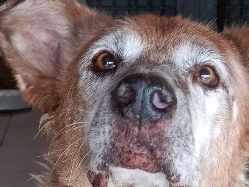 Adotta un cane, taglia media, maschio, Latina