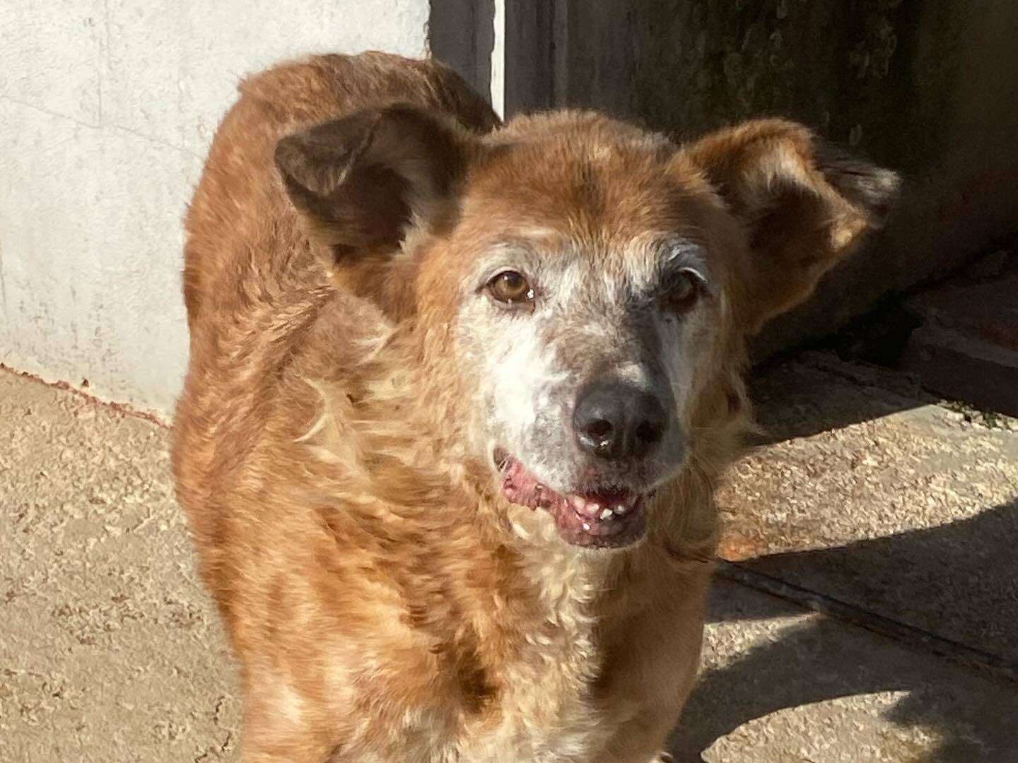 Vuoi adottare un cane a Latina?