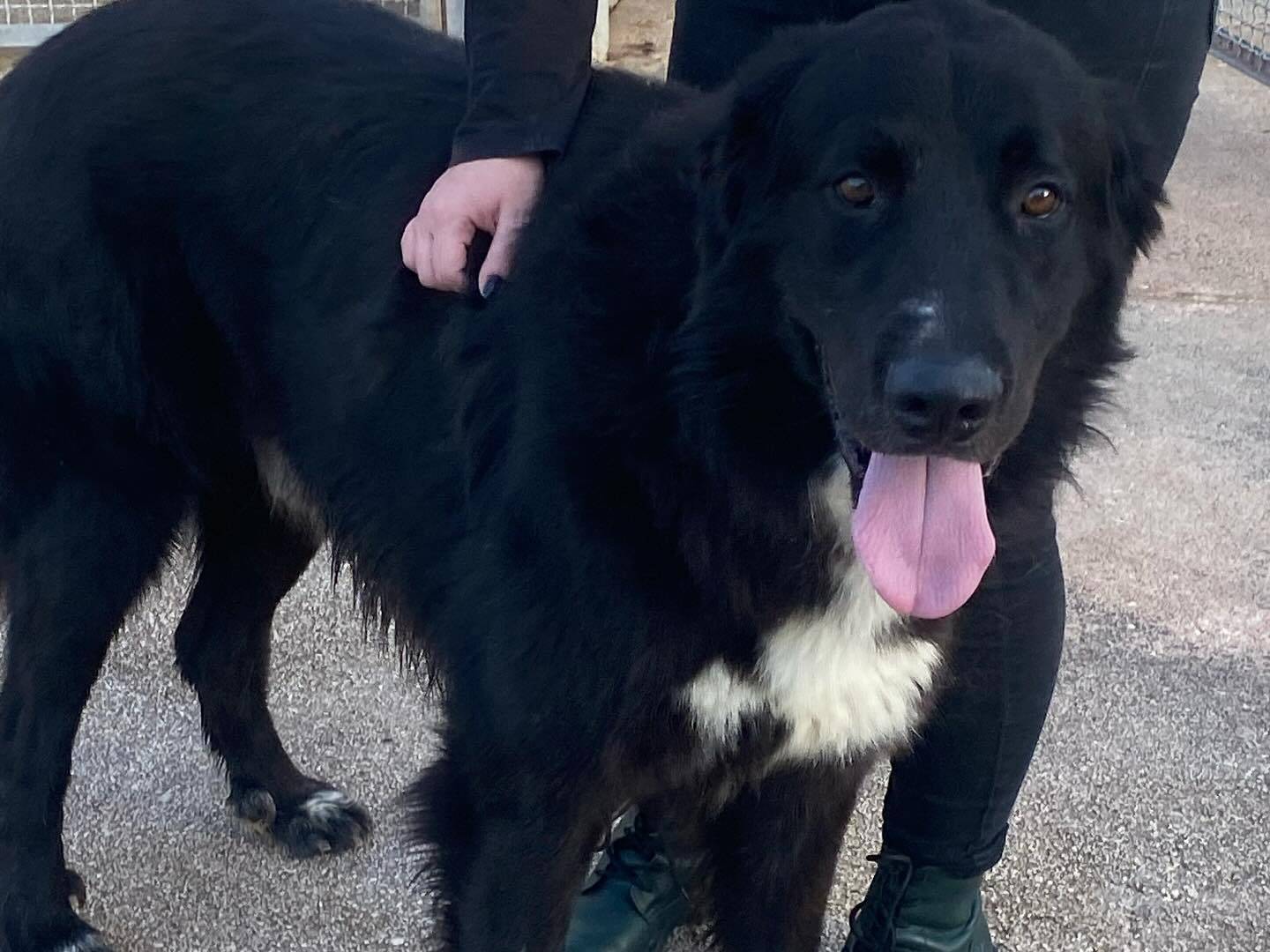 Adotta un cane, maschio, 3 anni  e 3 mesi , Latina