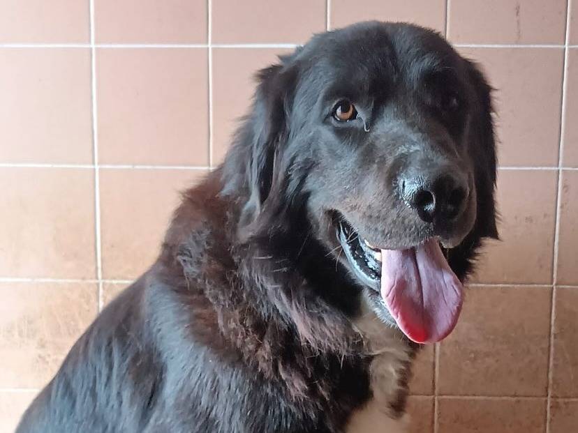 Adotta un cane, taglia grande, maschio, Latina