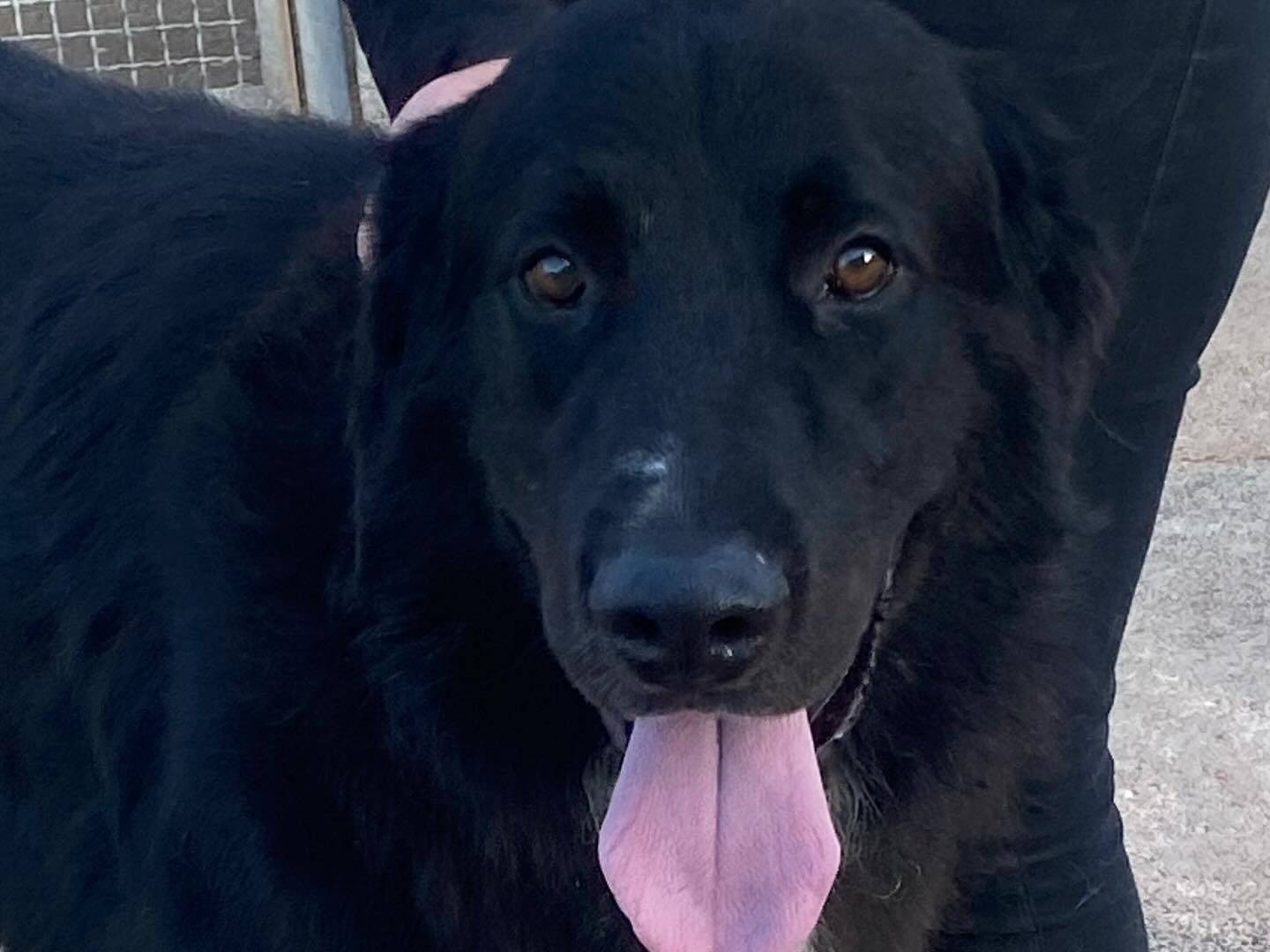 Vuoi adottare un cane a Latina?