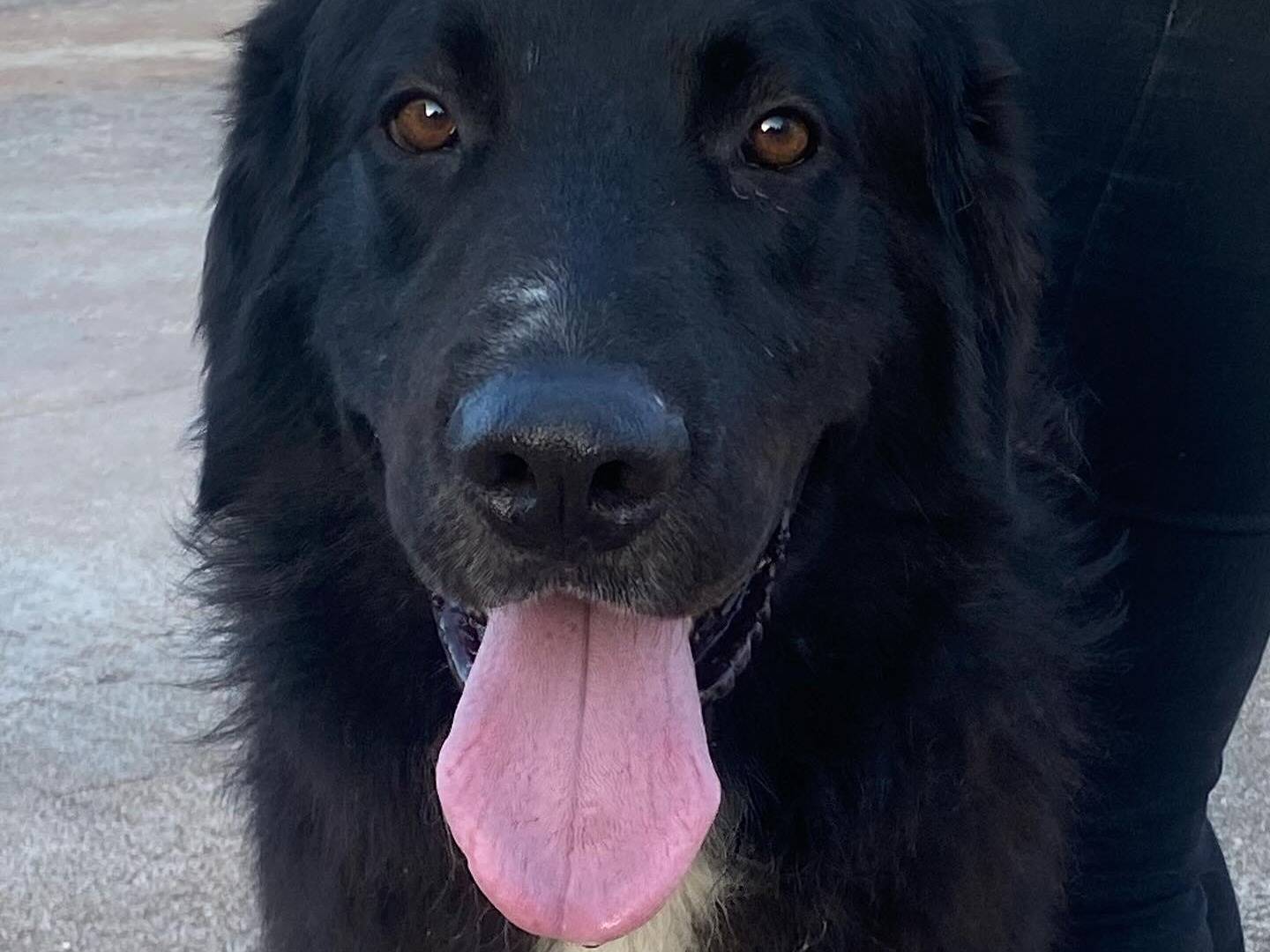 Adotta il cane Furia a Latina