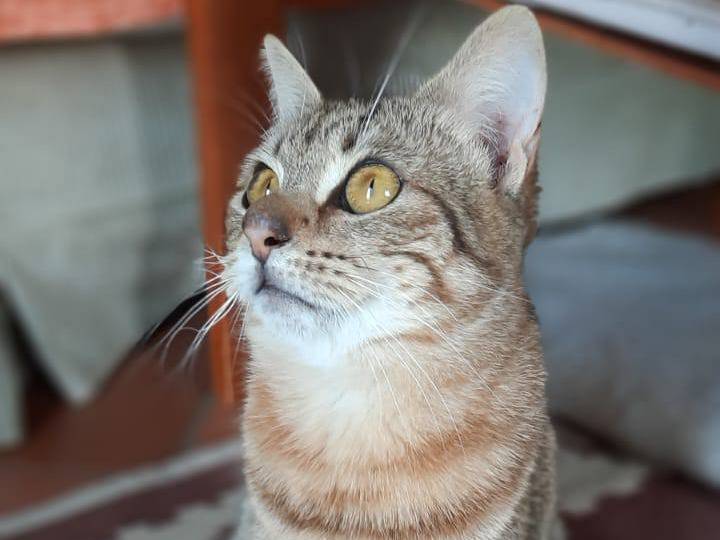Foto dell'animale