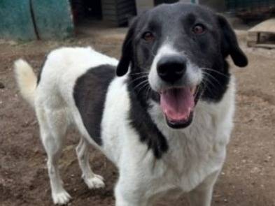 Adotta un cane, femmina, 2 anni  e 3 mesi , Roma