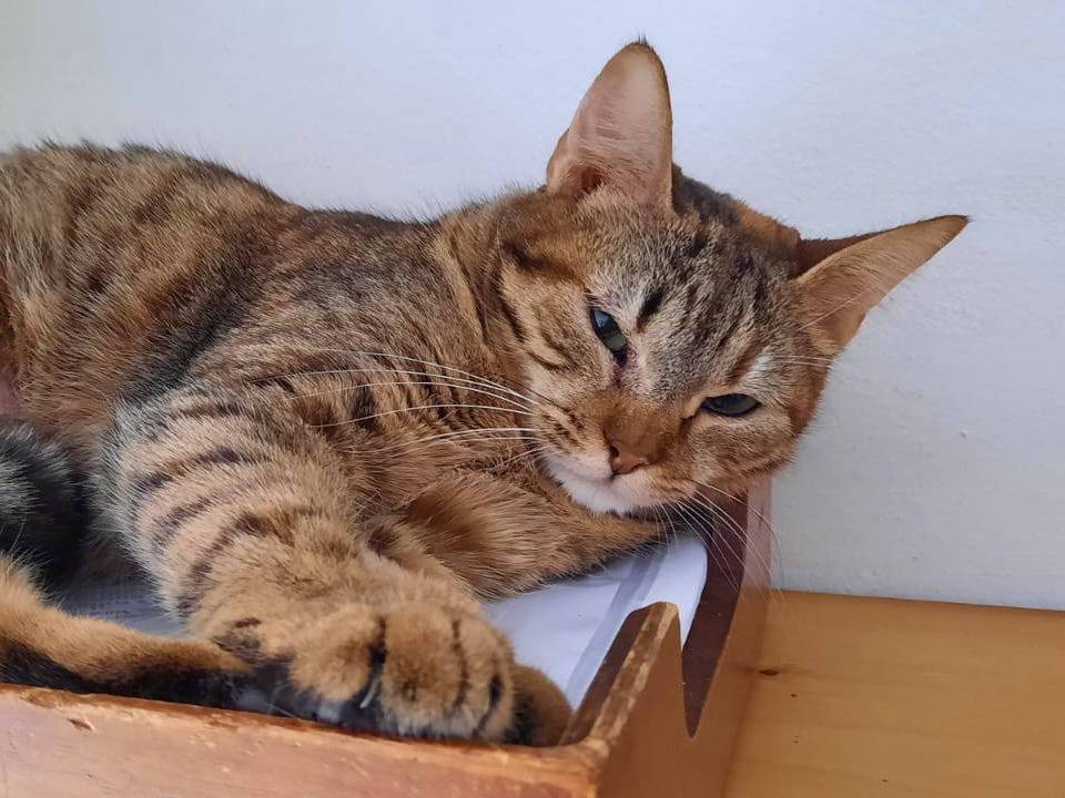 Foto dell'animale