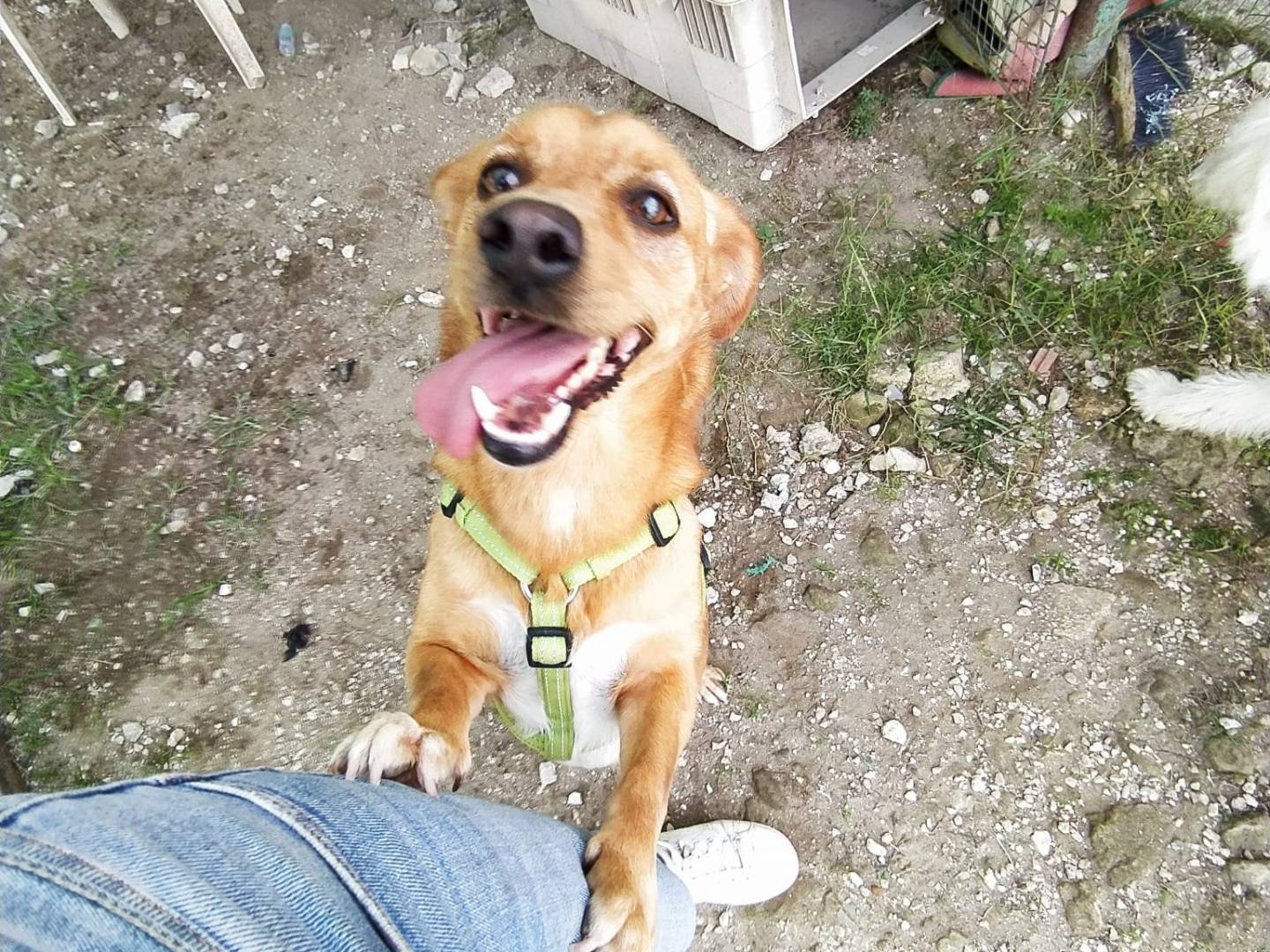 Adozione cane, maschio, Bassotto Jack Russell Terrier, 4 anni  e 9 mesi , taglia media contenuta, Caserta
