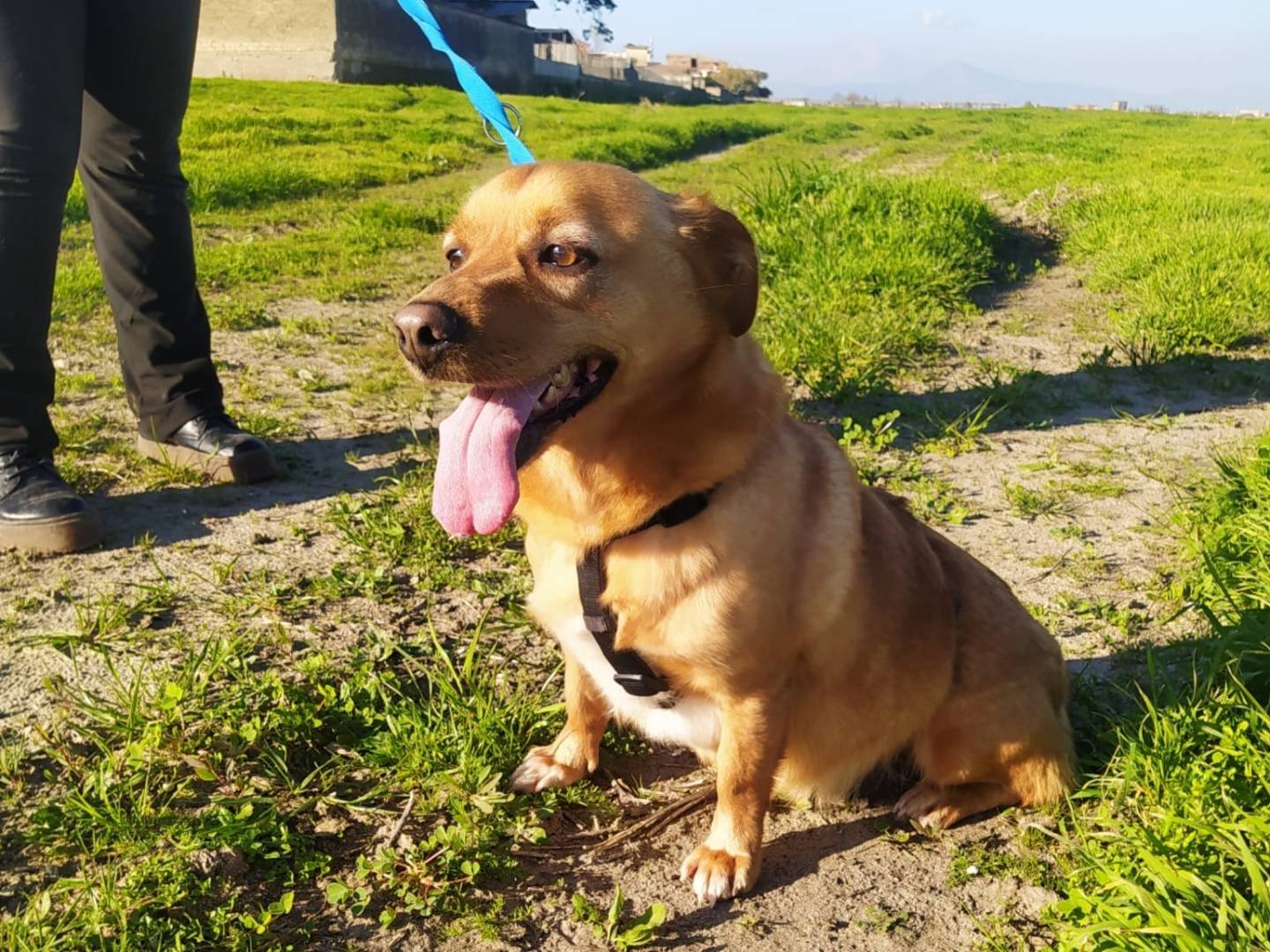 Adotta un cane, maschio, 4 anni  e 9 mesi , Caserta