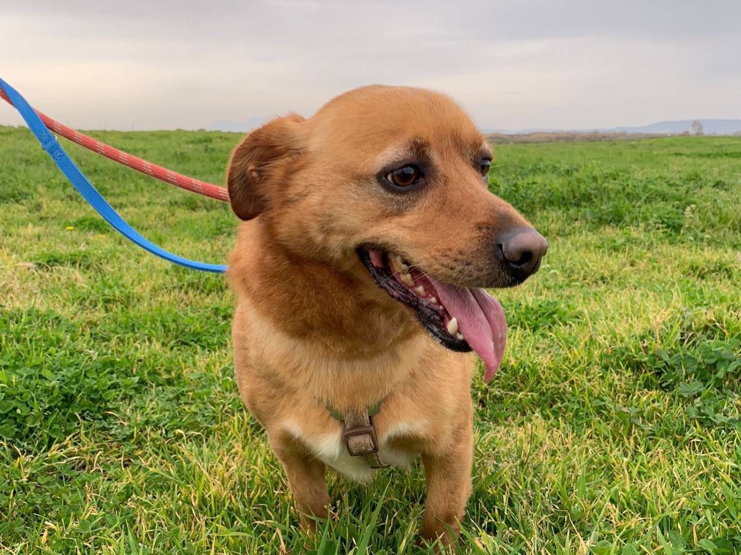 Vuoi adottare un cane a Caserta?