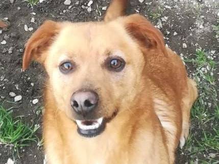 Adotta il cane CHARLIE a Caserta