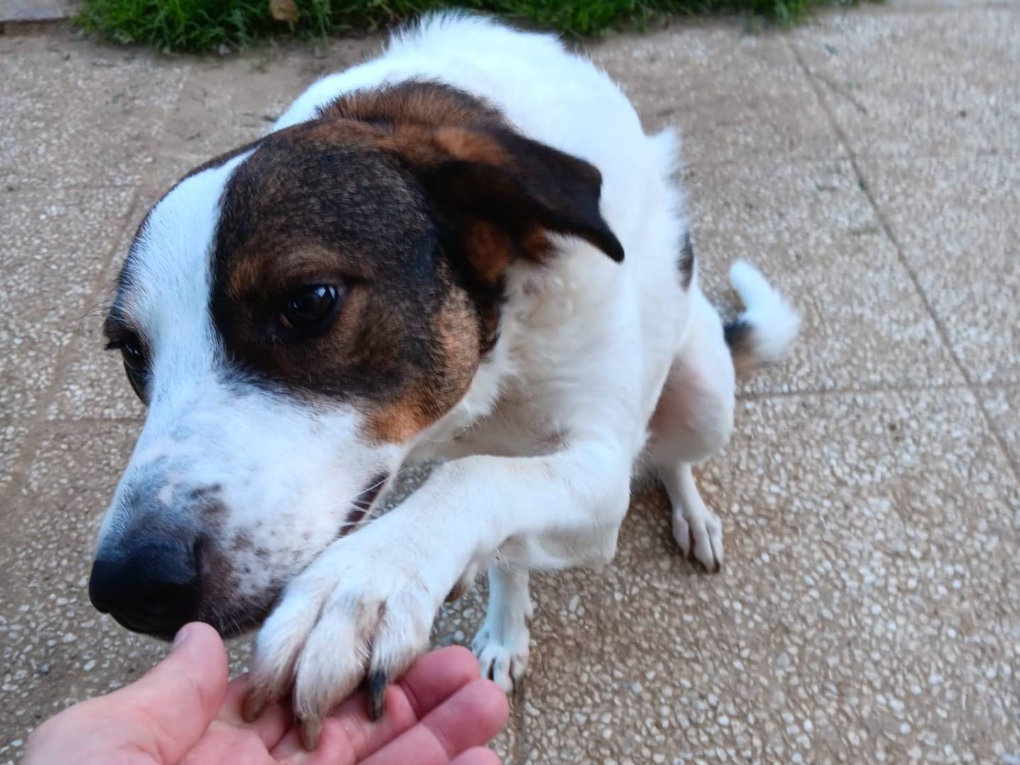 Adotta un cane, femmina, 2 anni  e 11 mesi , Pistoia