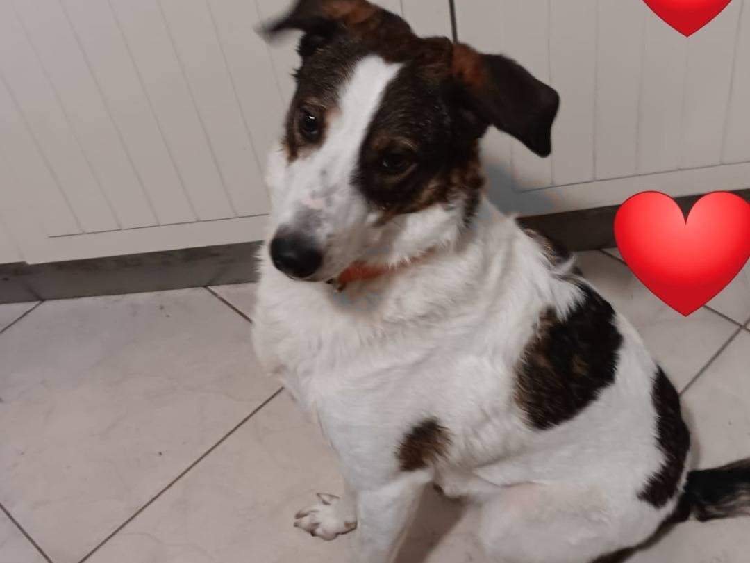 Adotta un cane, taglia media, femmina, Pistoia