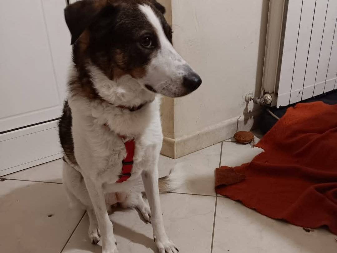 Vuoi adottare un cane a Pistoia?