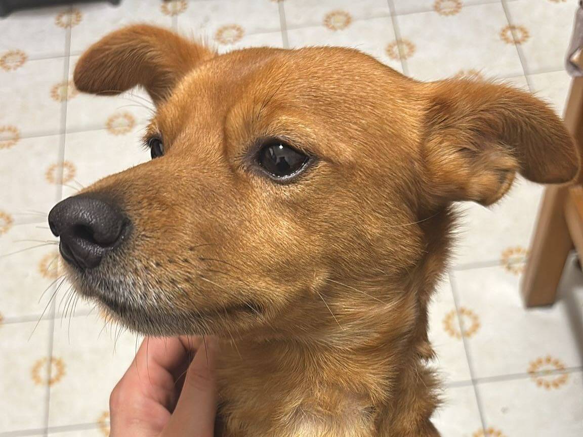 Adotta un cane, maschio, 4 anni e 6 mesi, Latina