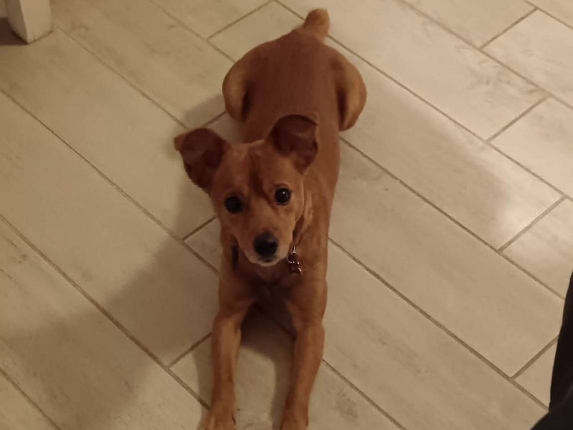Adotta un cane, taglia piccola, maschio, Latina