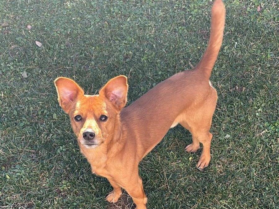 Vuoi adottare un cane a Latina?