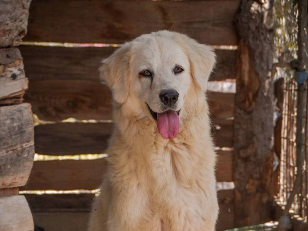 Adotta un cane, taglia media, femmina, Crotone
