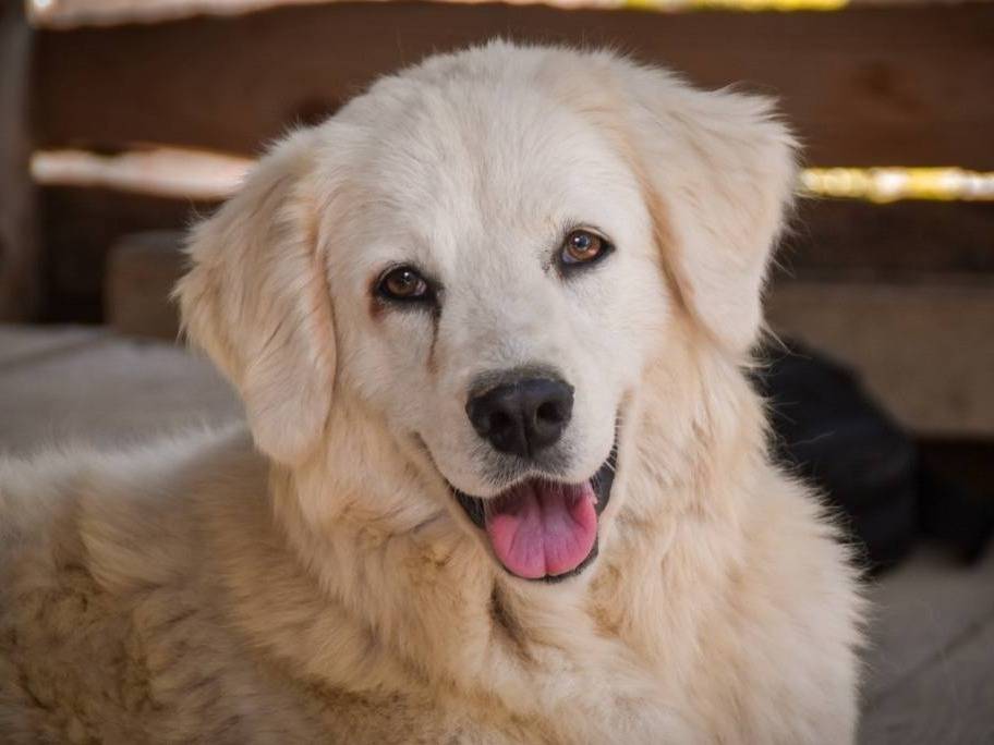Adotta il cane VITA a Crotone