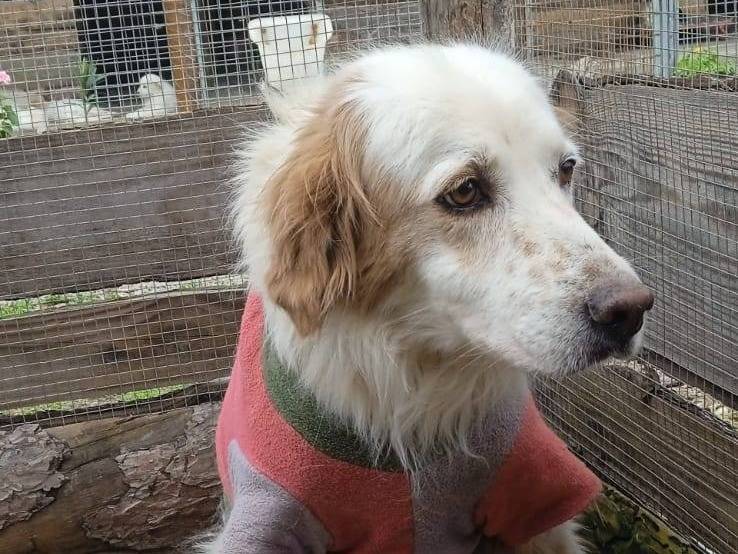 Adotta un cane, maschio, 4 anni  e 3 mesi , Crotone