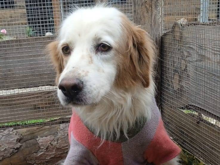 Vuoi adottare un cane a Crotone?