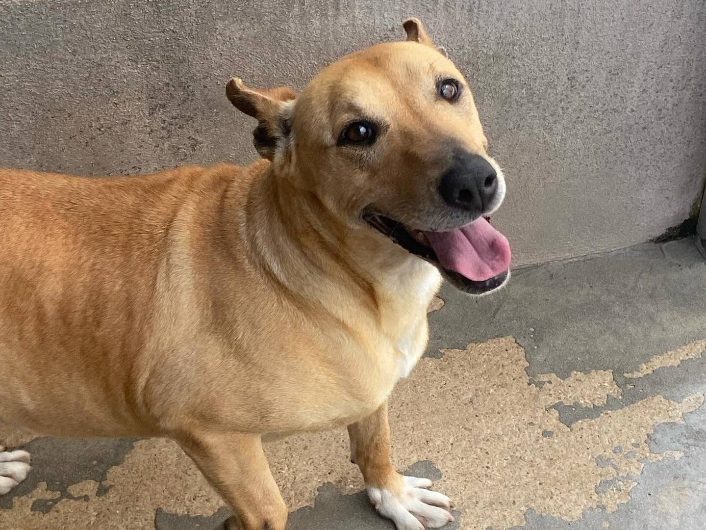 Adotta un cane, taglia media, femmina, Latina