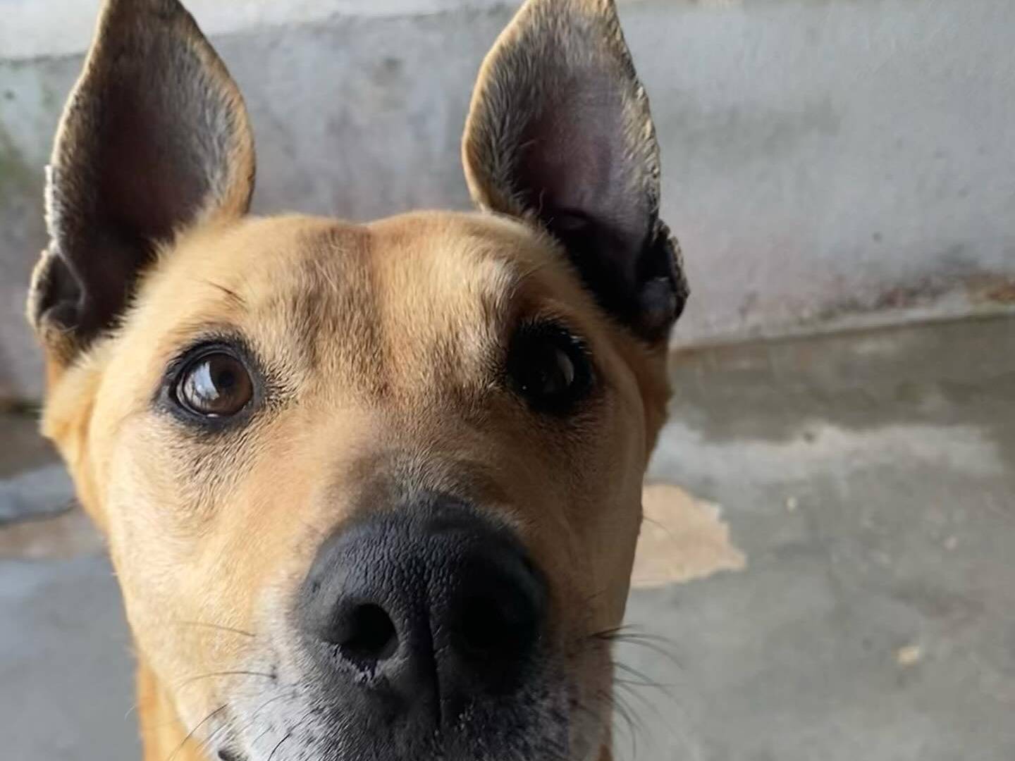 Vuoi adottare un cane a Latina?