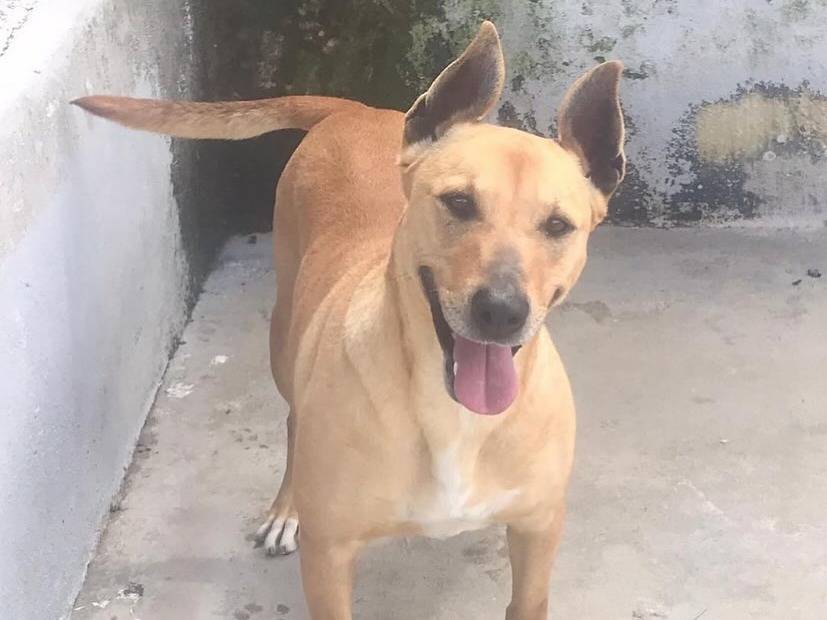 Adotta il cane Dinamite a Latina