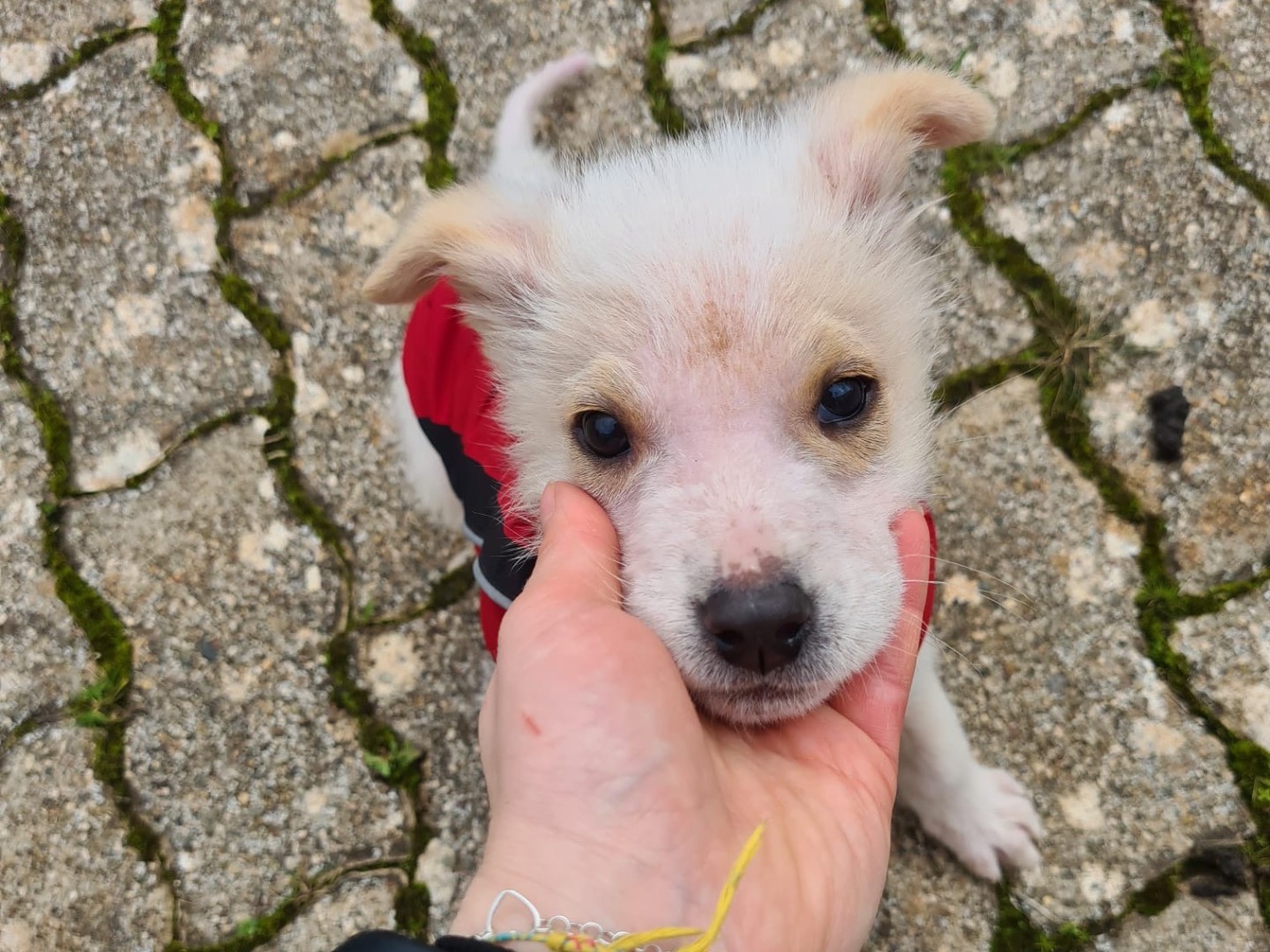 Foto dell'animale