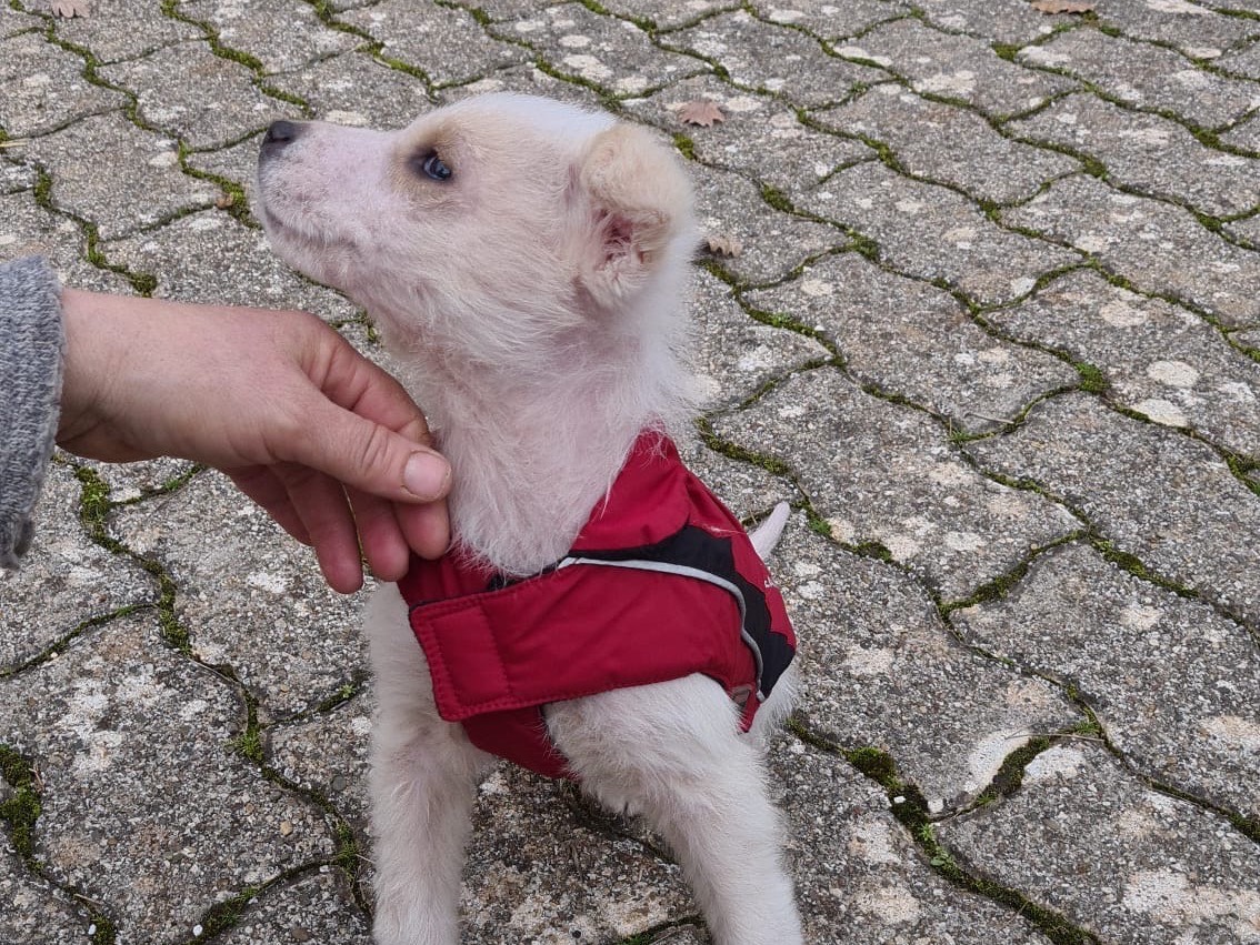 Foto 3 dell'animale