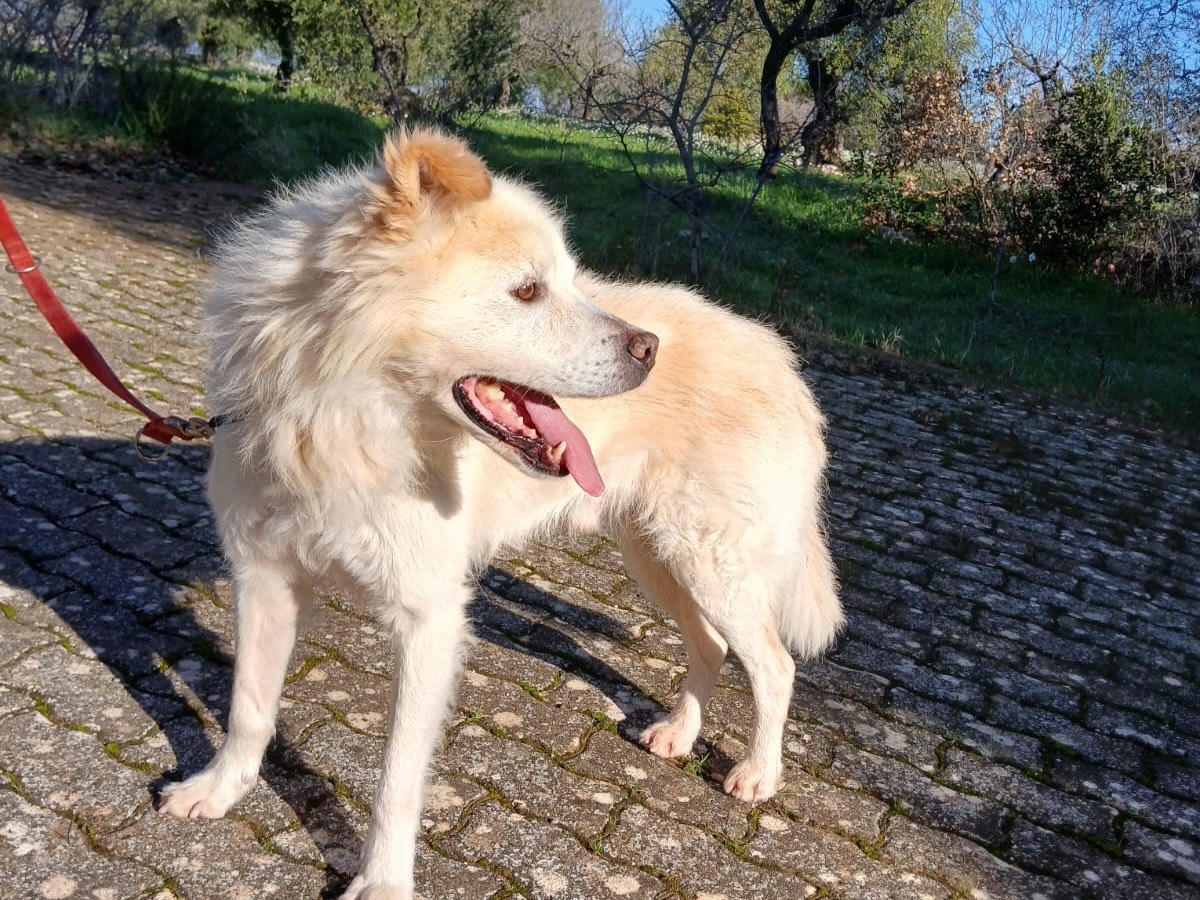 Foto dell'animale