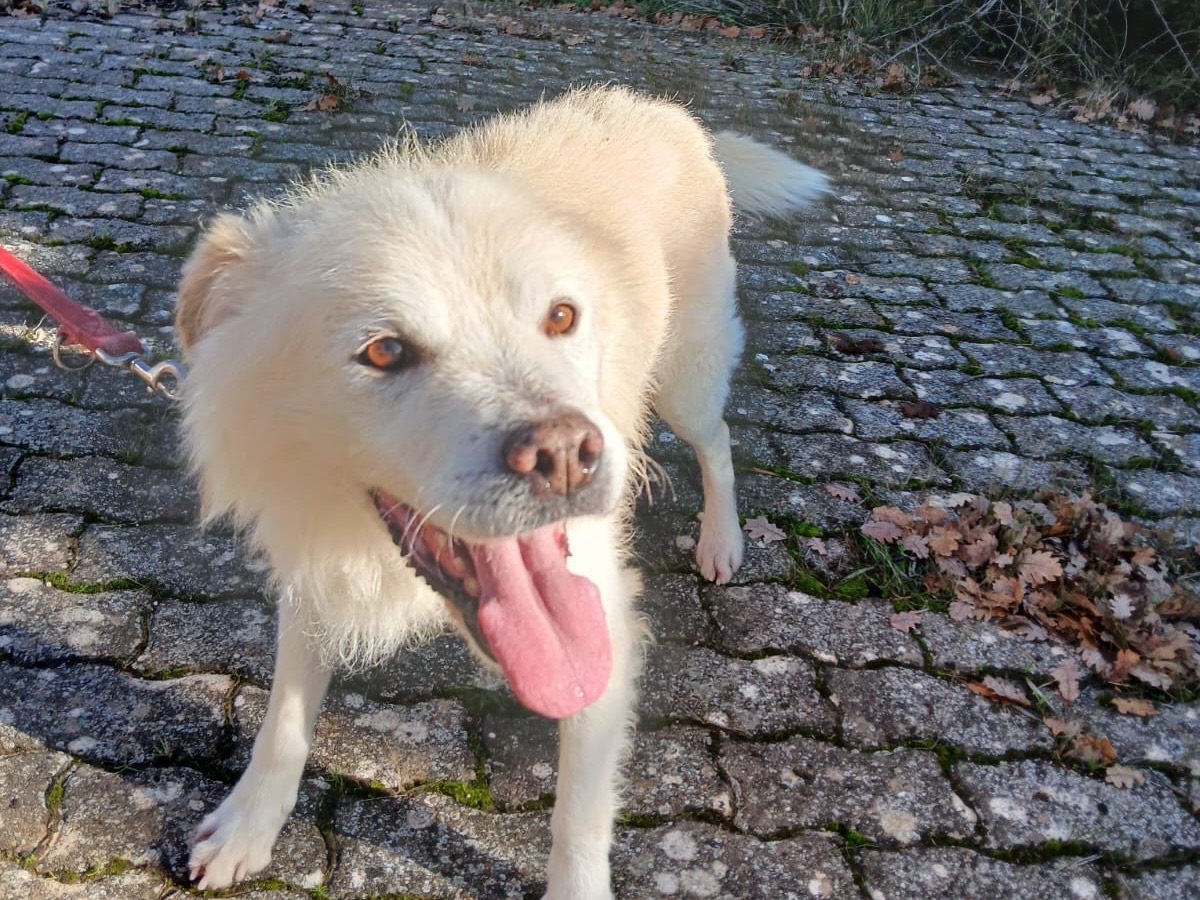 Adotta un cane, maschio, 7 anni  e 11 mesi , Bari